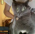 Mr Blue got into the catnip again.