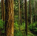 Forest Steward Photos