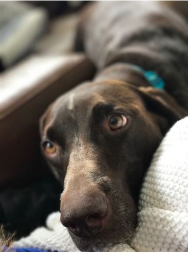 We Can Never Have Too Many Pet Pics