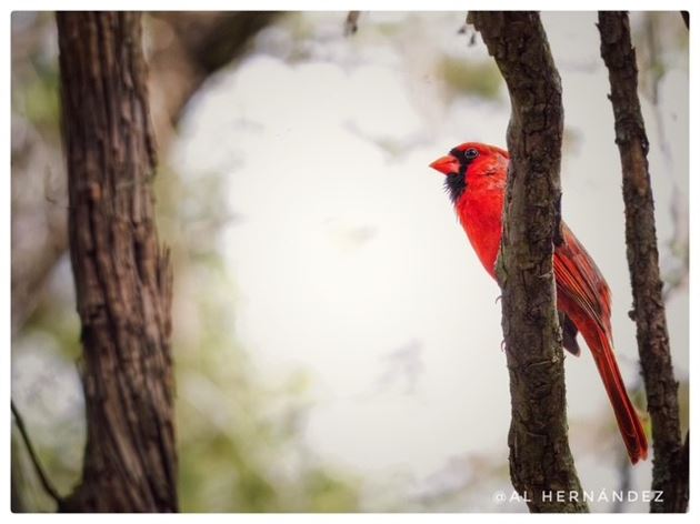 Bird Photography