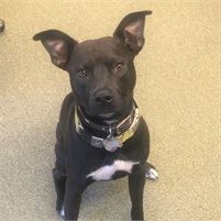 Meet our office dog, Apollo!