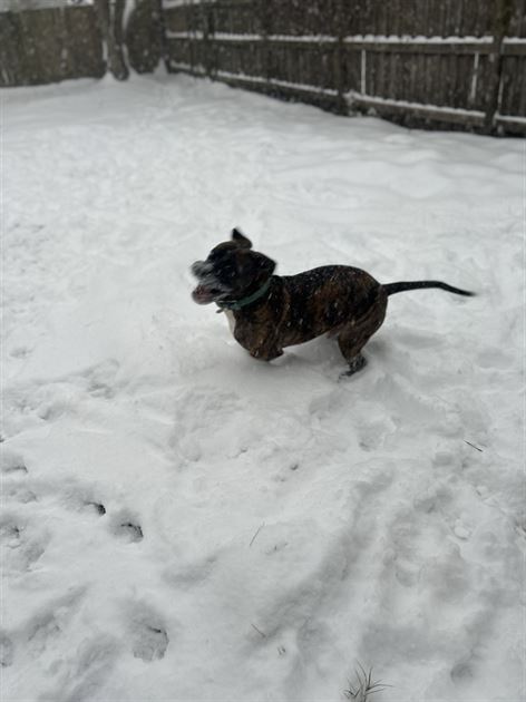 Pensacola Snowfall-Dog Edition