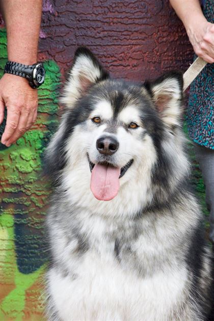 2018 Bark 'n Brew