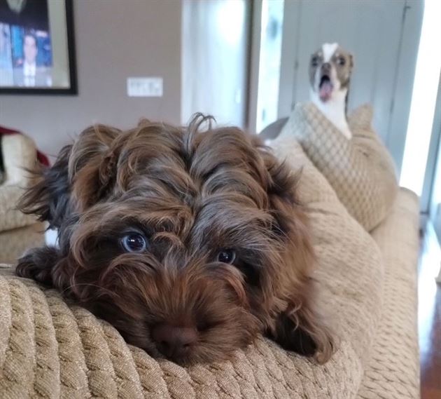 My Babies Brie & Nugget