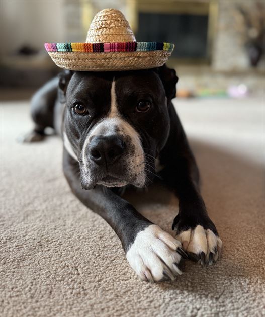 Raise the Woof 2025