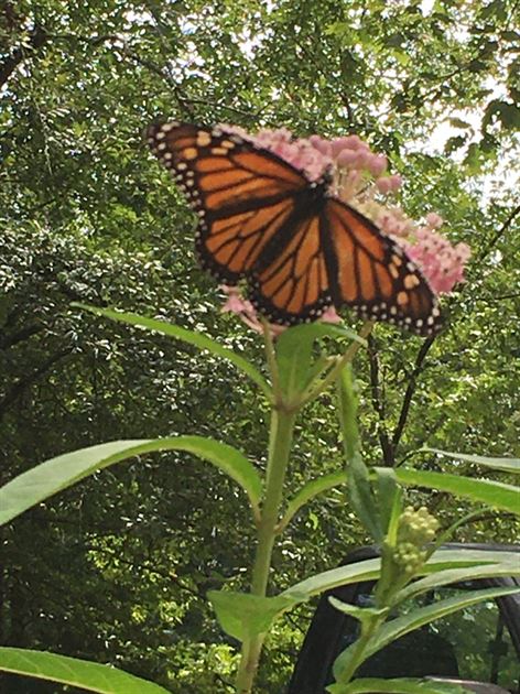 Raising Monarch butterflies