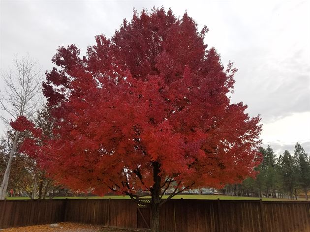 Fall Colors of north Spokane