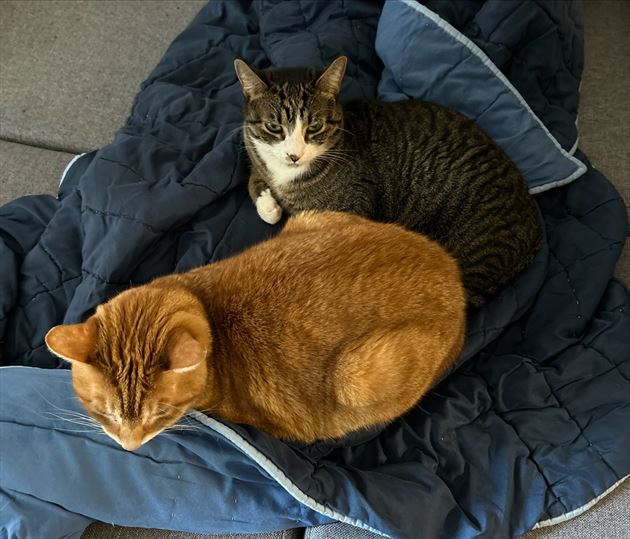 My cats Obiwan and Leia