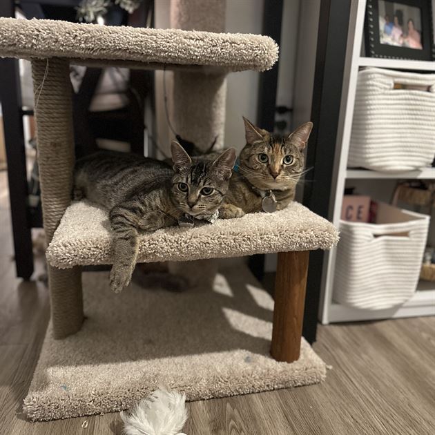 Our Cats