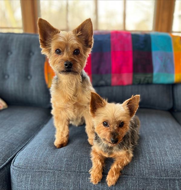 Best Buds: Cooper and Toby