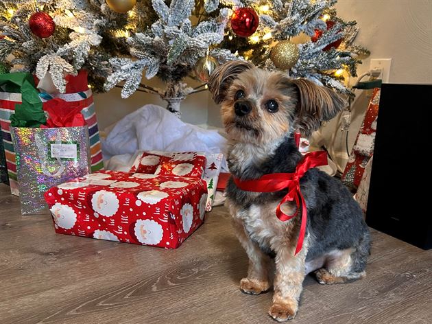 Our little Yorkie, Coco