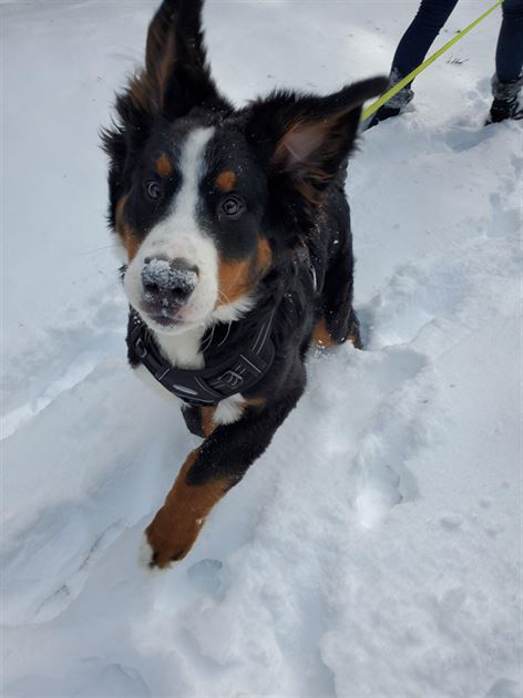 Koda, our Bernese Mountain dog