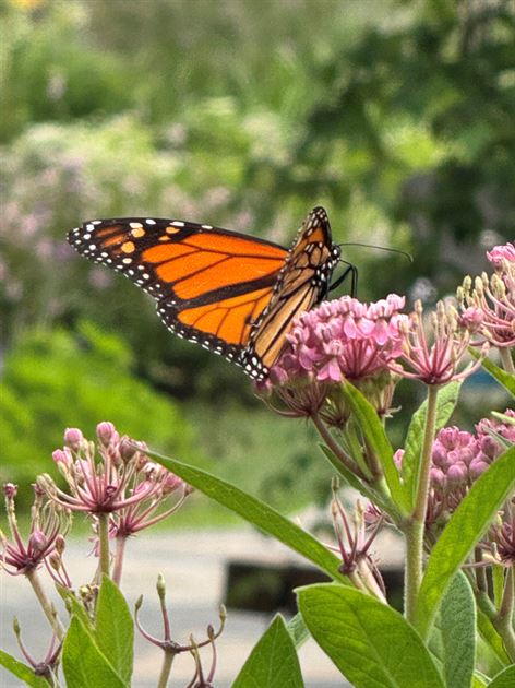Elizabeth Park Garden Tour 2025