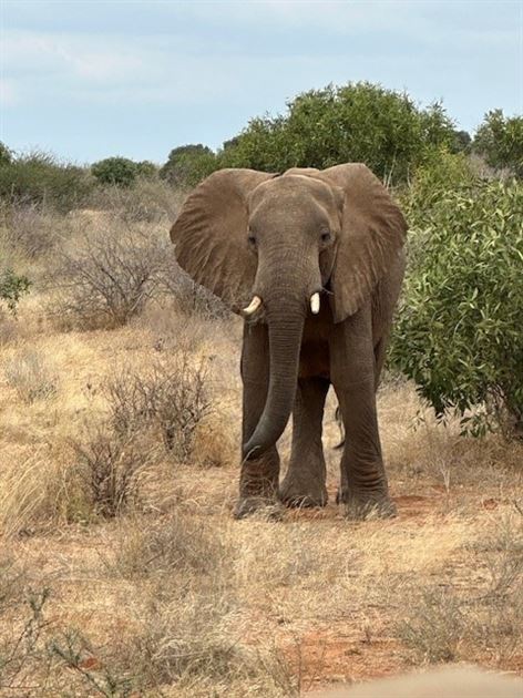 2025 100 mile Great Africa Walk