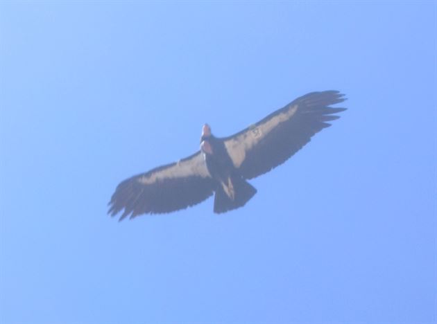 Birds!