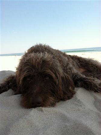 Roxy at the Beach