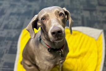 Nicole's sweet Weimaraner