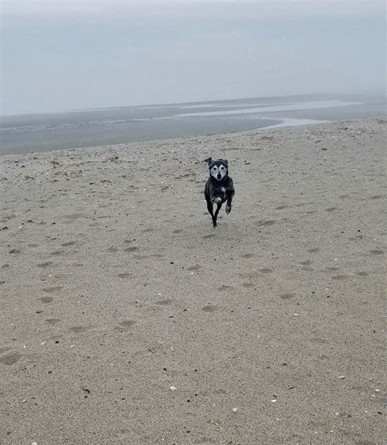 My dog, Reina on my beach