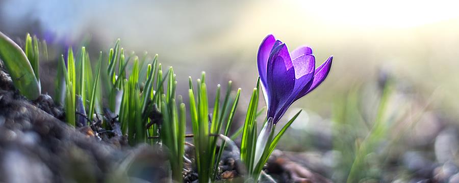 First spring purple crocus flower blooming in a row of crocuses