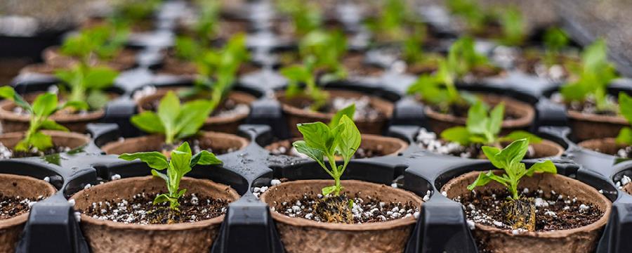 A row of plants sprouting leaves.