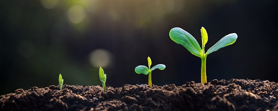 Tree saplings sprouting