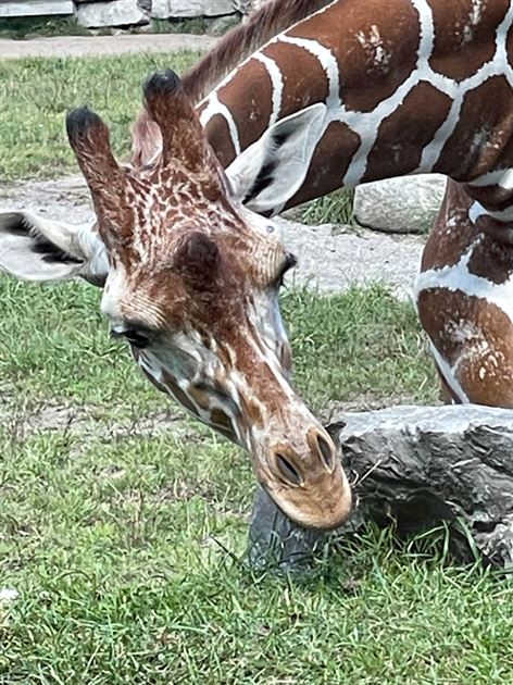 Zoo