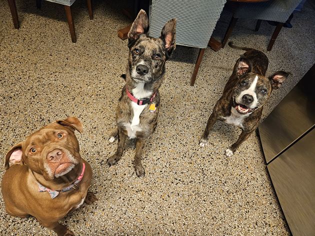 The Bark &amp; Meow Board