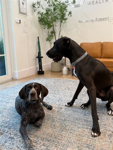 The Bark & Meow Board