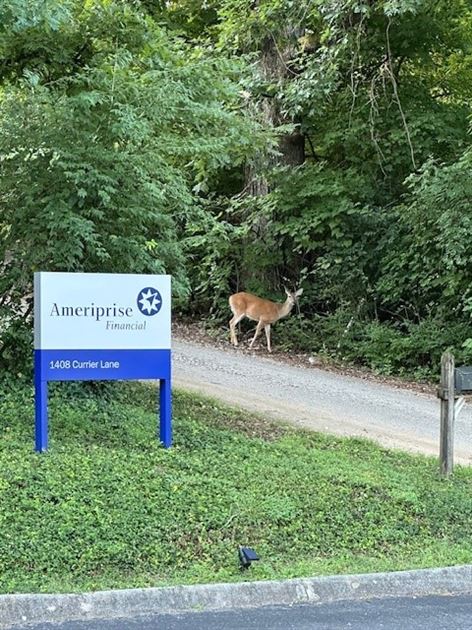 Ameriprise Deer