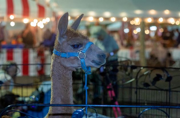 6th Annual Fall Festival