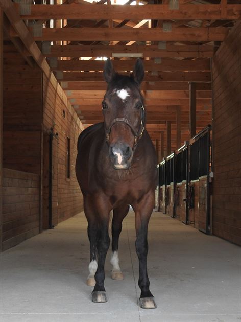 Snip is the new horse we sponsor.