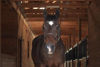 Meet Snip! He is our latest horse we sponsor. 