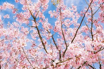 The Denison Group - Community participation photo